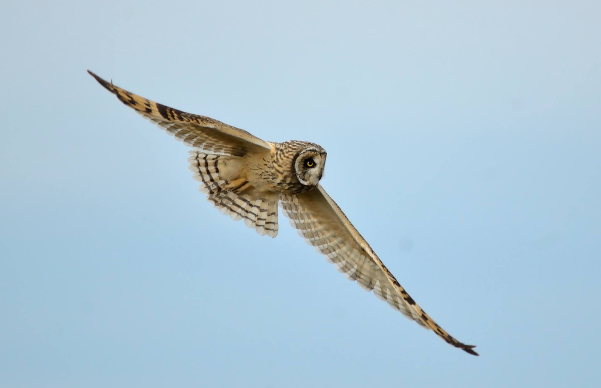 Lee más sobre el artículo Este sábado se realizará una jornada de Observación de Aves en Quequén